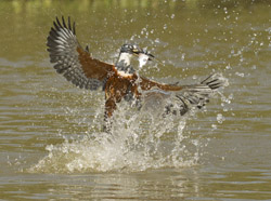 kingfisher